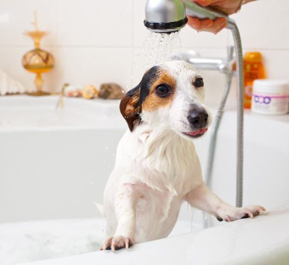 Filtered Water for Your Pets: 8 Benefits of Whole Home Water Filtration Systems for Dogs and Cats